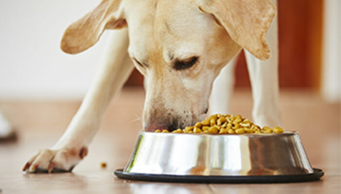 5 tips to choose the right dog food