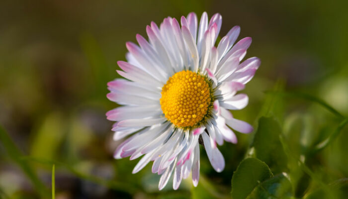 Birth flowers by month and what they mean