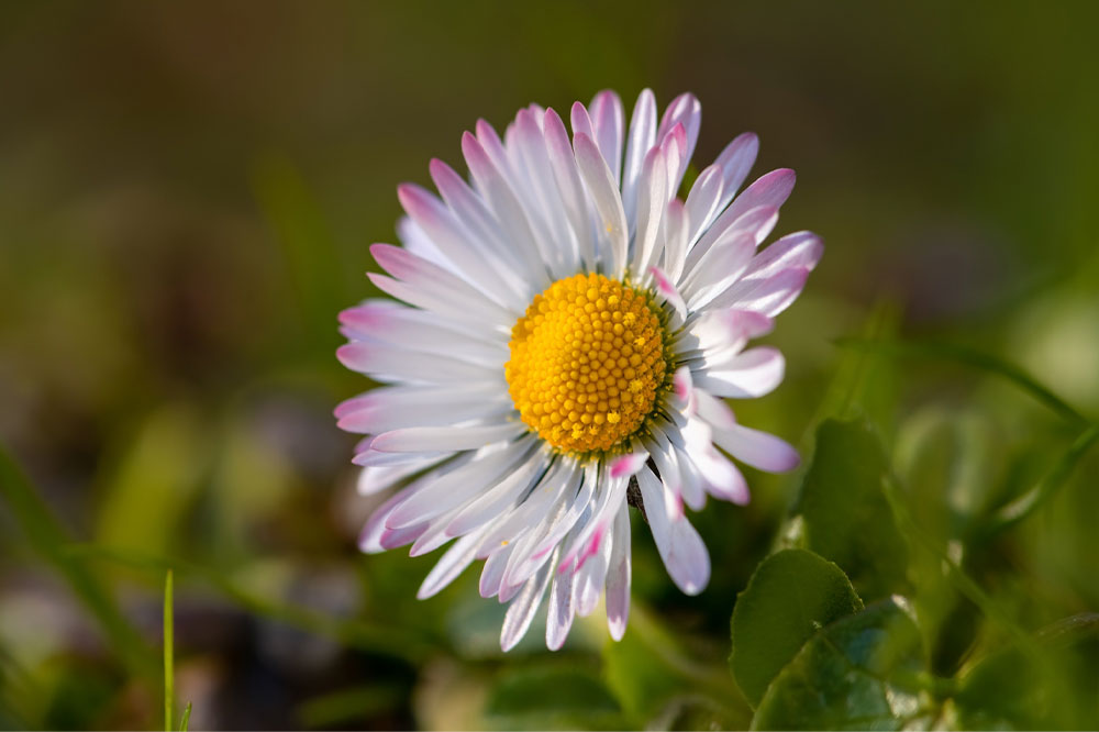 Birth flowers by month and what they mean