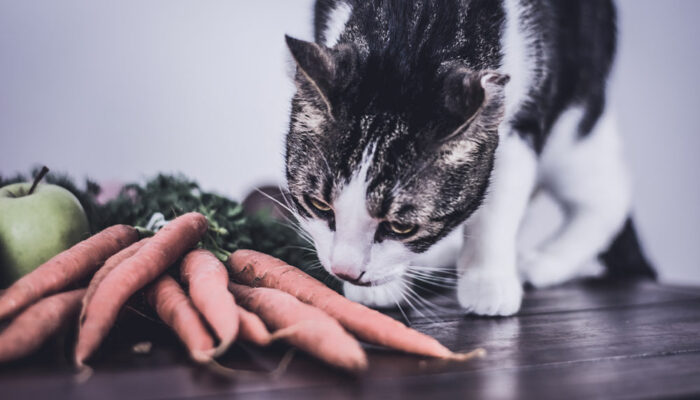 7 human foods that are safe for cats