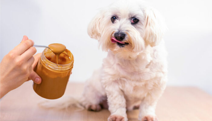 7 human foods that dogs can safely consume