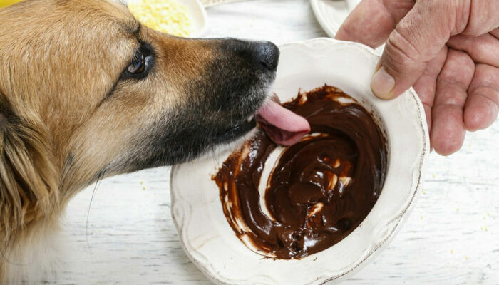 12 toxic foods to keep away from pets