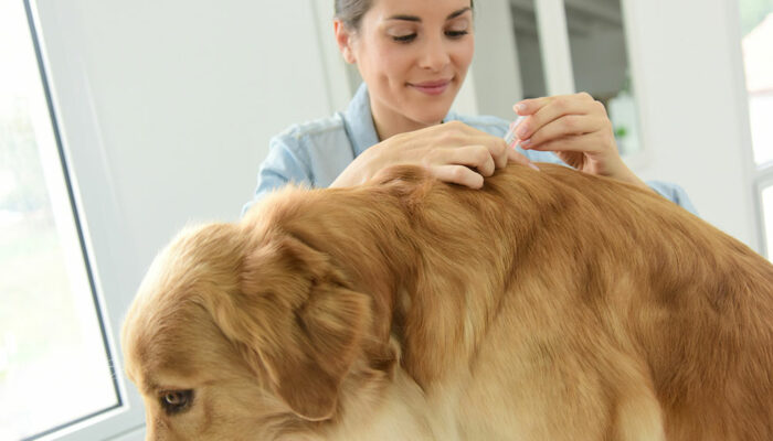 6 tips to help manage fleas and ticks in dogs