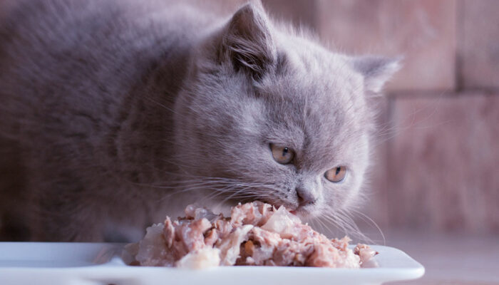 7 human foods that cats can have