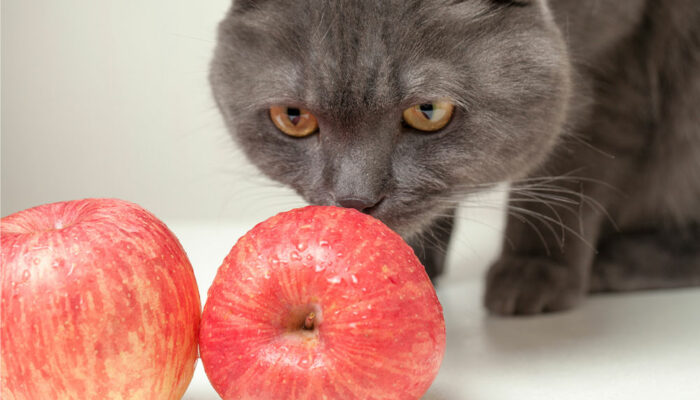 7 human foods that cats can safely eat