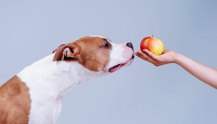 7 human foods that are safe for dogs