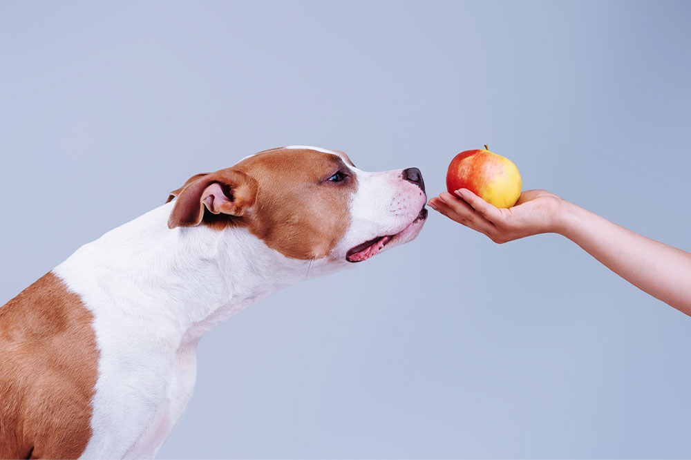 7 human foods that are safe for dogs