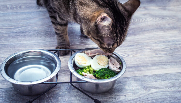 7 human foods that are safe for pet cats