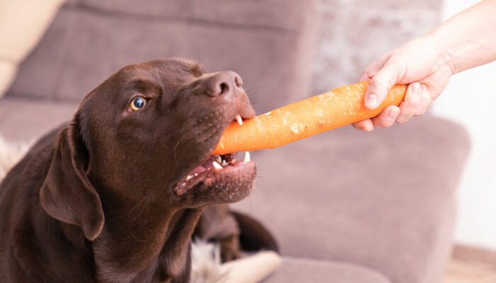 7 human foods that dogs can safely enjoy