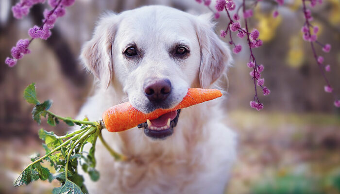 7 human foods that dogs can safely relish