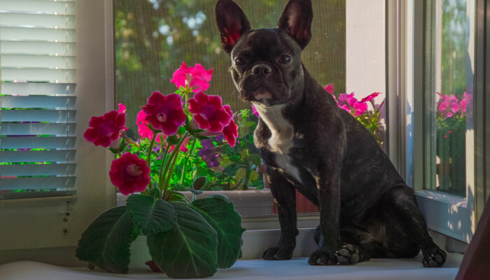 7 poisonous houseplants to keep away from dogs