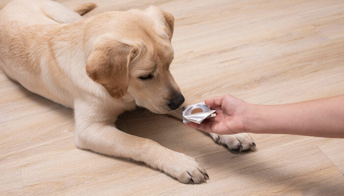 4 effective flea tablets for dogs