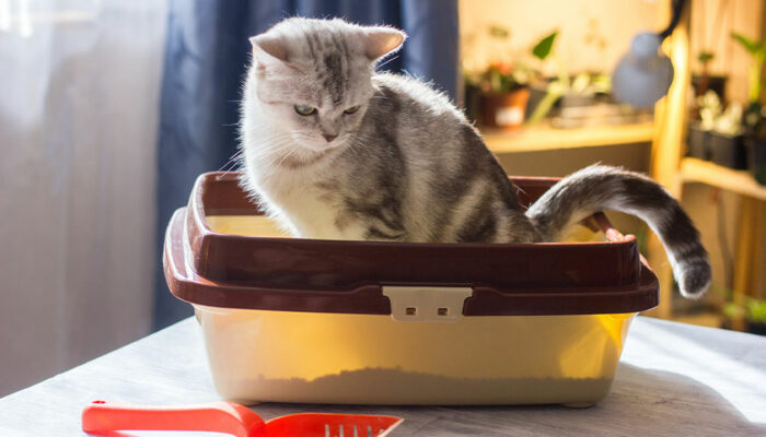 4 ways to reintroduce cats to the litter box