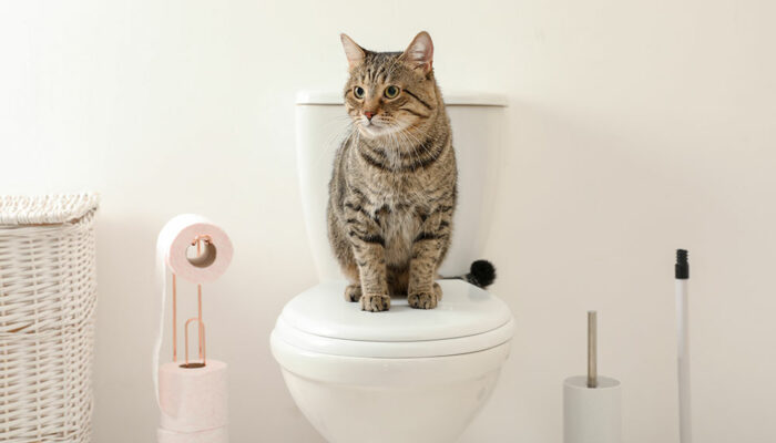 5 helpful tips to toilet train your cat