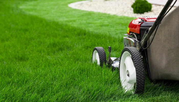 5 lawn care tips to maintain a lush green yard