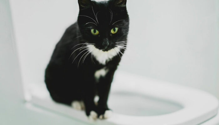 5 simple ways to toilet train a cat