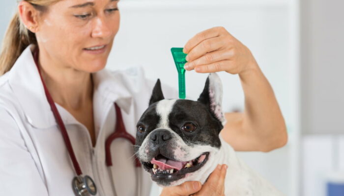 5 tips for managing flea and tick infestations in dogs