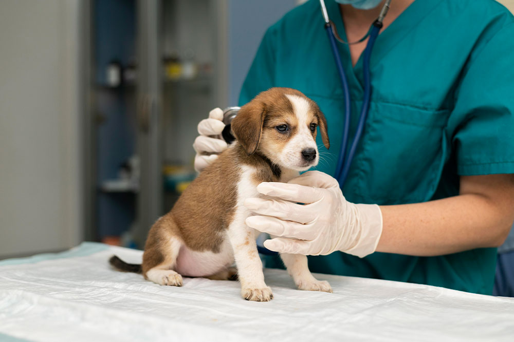 Avoid these 4 mistakes while buying pet insurance