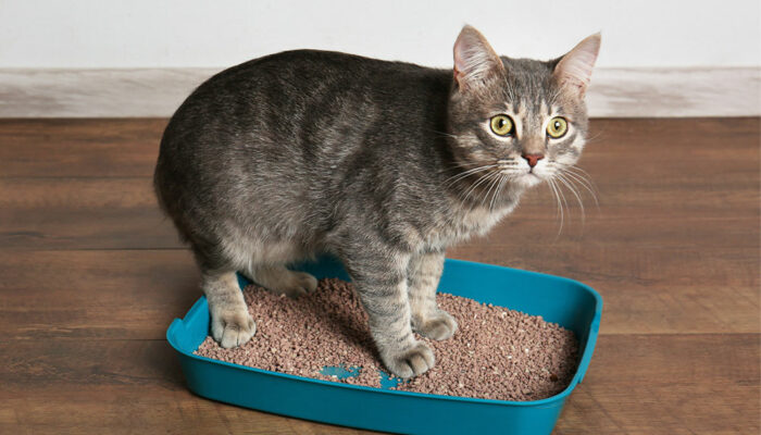 How to solve cat litter box problems