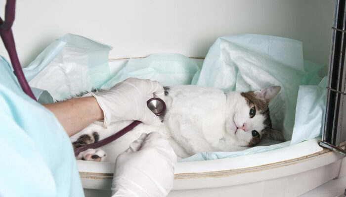 Recognizing the top 6 signs of illness in cats