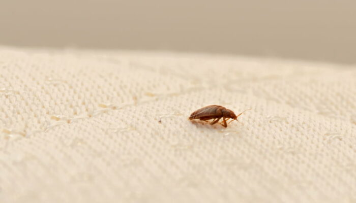 Top 7 bed bug-infested places