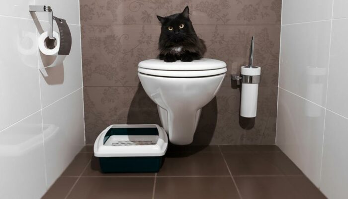 6 tips to toilet train a house cat