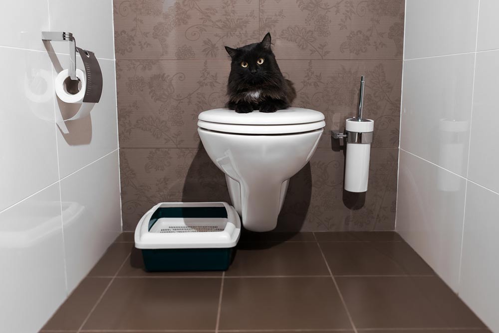 6 tips to toilet train a house cat