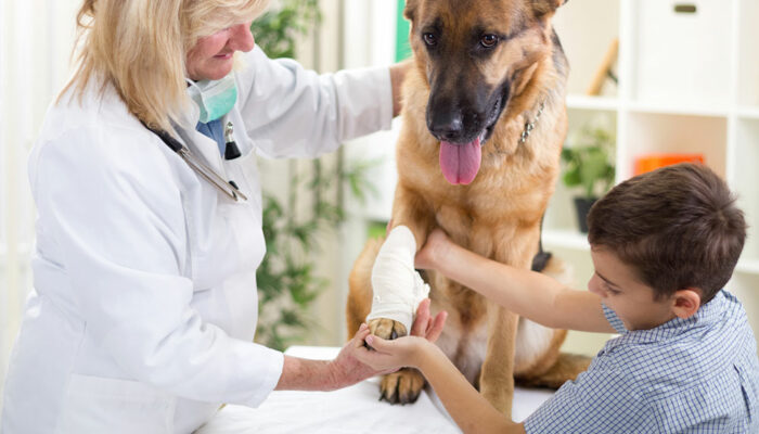 Common home remedies for relieving joint pain in dogs