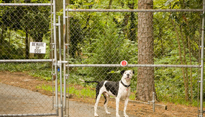 7 reasons invisible fences might fail to protect pets