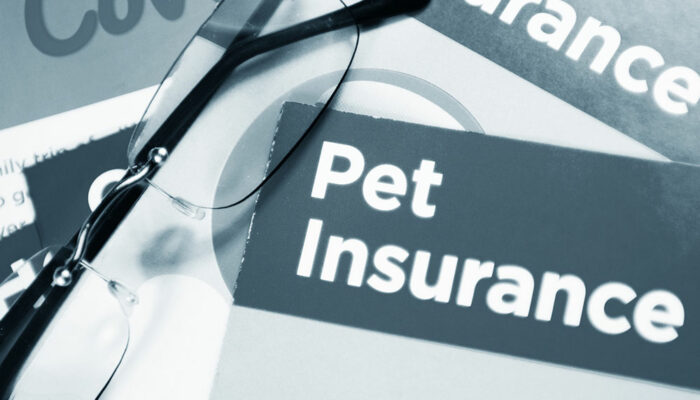 4 mistakes pet owners make when purchasing pet insurance