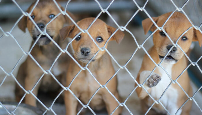 5 factors to consider while choosing pet fences