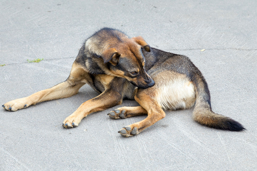 7 clear signs of tick bites in pets